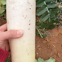 白萝卜4万斤，价格你说了算