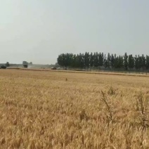 小麦