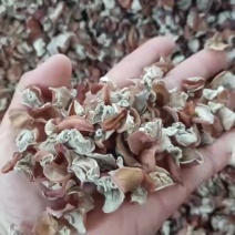 粉木耳大处理，电商优质粉木耳，工厂培育粉木耳批发走量粉耳