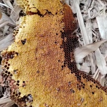 纯野生蜂蜜