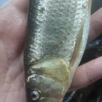 土布鱼