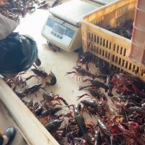 湖北小龙虾产地源头直供一手货源