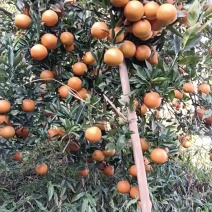 沃柑两万斤左右