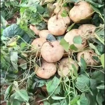 凉薯