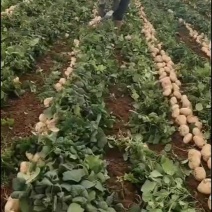凉薯