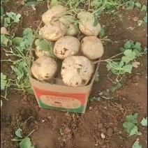 广东省湛江产地直供豆薯地瓜凉薯