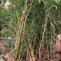 精品佛肚竹苗