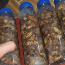 金蝉