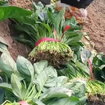 暖棚菠菜大量有货，大年25