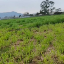 肇庆市高要区蚬岗出租旱地