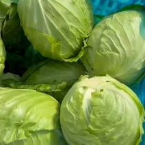 大头菜。甘蓝。