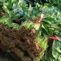 暖棚菠菜腊月二十六大量有货