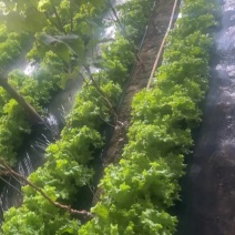 大量批发生菜价格电话咨询***********