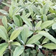 枇杷苗木