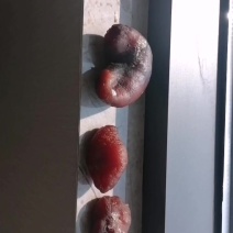 鸡宝