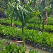 海南本地阳光槟榔苗，货真价实，擦亮眼睛选优苗，量大价格从优，