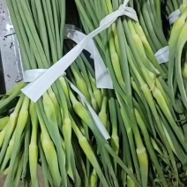 精品白帽蒜苔