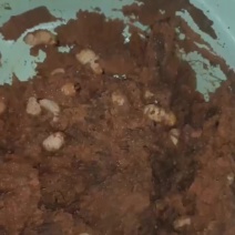 竹笋虫出售