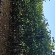 假苹婆树苗