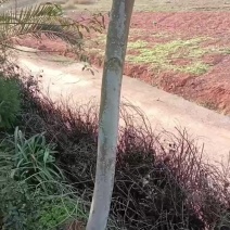 海南黄花梨树木***********