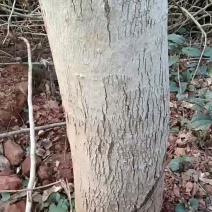 海南黄花梨树木，有兴趣的老板电联***********