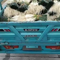 自家种的荞头几万斤