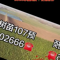 杨树苗107