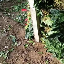 暖棚菠菜大量有货，便宜，今天是大年28
