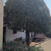 桂花树一棵，20年以上的树龄