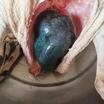 鹅宝