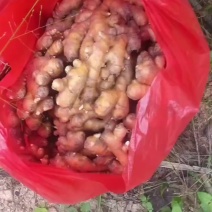 安徽小黄姜