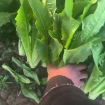 油麦菜，精品通货，支持各种包装，全国发货，需要的老板联系我！