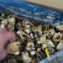 香螺肉，13/17头，一件20斤