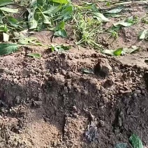 大叶菠菜年后接受预定，