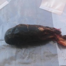 猪胆结石，猪砂