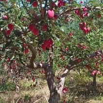 鸡心果