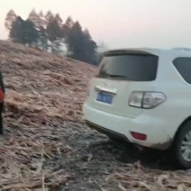 卖乌柳大量
