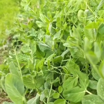 贵州遵义豌豆尖货好价优