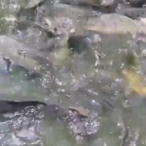 湖南常德草鱼鲫鱼翘鱼扁鱼鲤鱼各种大小鱼类