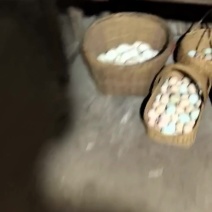 土鸡蛋鹅蛋