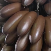 海南美人蕉批发供应***********