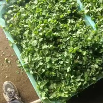 秧草
