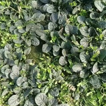 精品菠菜