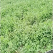 贵州豌豆尖