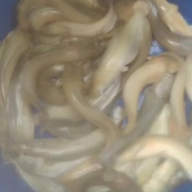 塘角鱼大量有货有兴趣可联系