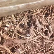 现在2月份到3月份出售辣根几百亩，有现货。