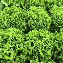 云南基地蔬菜一手货到，质量保证