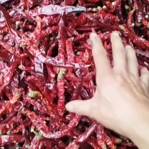 贵州二荆条辣椒