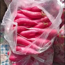 一年一季的红水萝卜下来了。需要的老板前来联系。