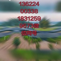 益智种苗